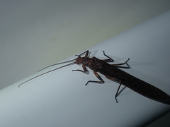 Cosmioperla