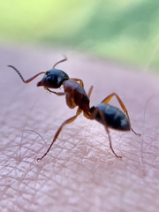 Camponotus nearcticus
