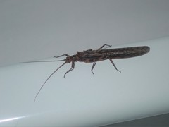 Cosmioperla