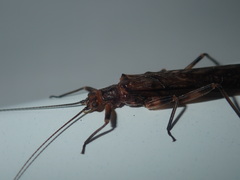 Cosmioperla
