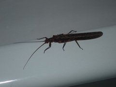 Cosmioperla