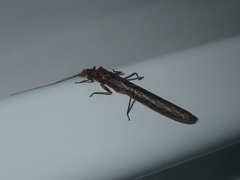 Cosmioperla