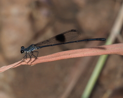 Nososticta kalumburu