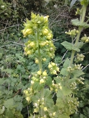 Scrophularia vernalis