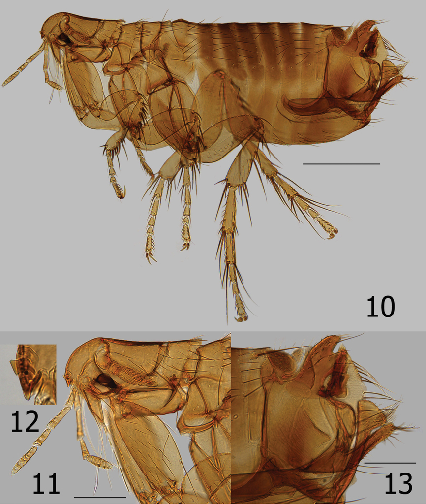 Malacopsylloidea