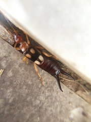 Forficula smyrnensis