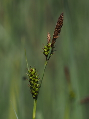 Carex hostiana