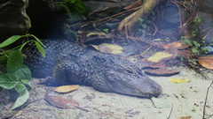 Alligator sinensis