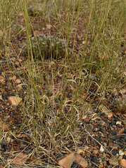 Aristida exserta