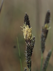 Carex hartmanii