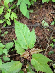 Acer davidii