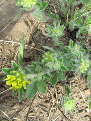 Leobordea corymbosa