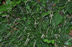 Melica nutans
