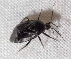 Deraeocoris sayi