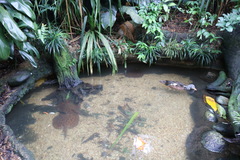 Asarcornis scutulata