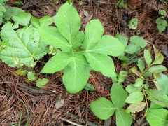 Angelica decursiva