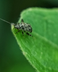 Charagochilus