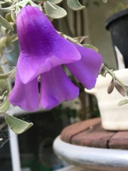 Eremophila bowmanii