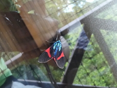 Cyanopepla scintillans