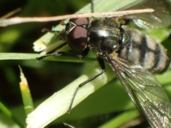 Portevinia maculata
