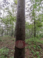 Pinus tabuliformis