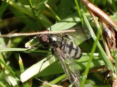Portevinia maculata