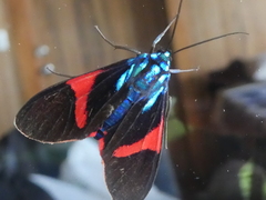 Cyanopepla scintillans