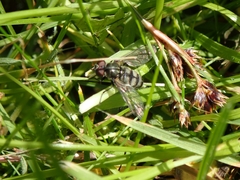 Portevinia maculata