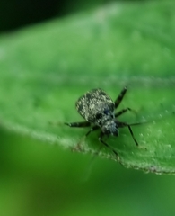 Charagochilus