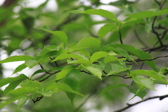 Fagus longipetiolata