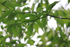 Fagus longipetiolata