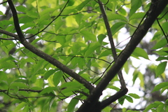 Fagus longipetiolata