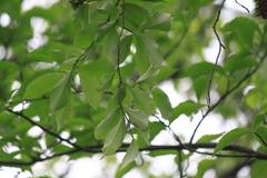 Fagus longipetiolata