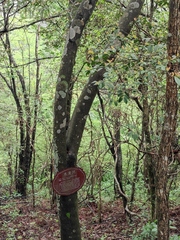 Fagus longipetiolata