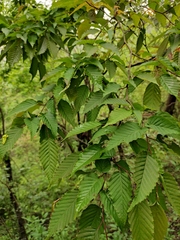 Carpinus turczaninovii