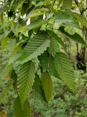 Carpinus turczaninovii