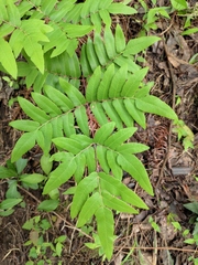 Osmunda japonica