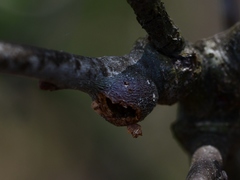 Zapatella quercusmedullae