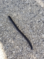 Archispirostreptus syriacus