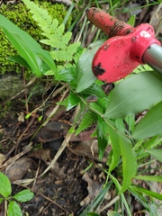 Polygonatum filipes