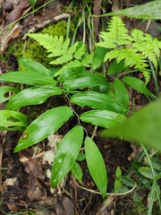 Polygonatum filipes