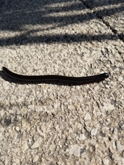 Archispirostreptus syriacus