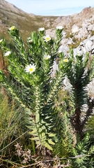 Osmitopsis asteriscoides
