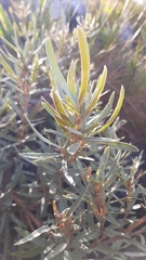 Grubbia tomentosa