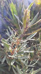 Grubbia tomentosa