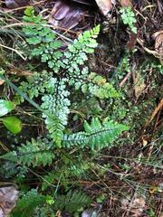 Asplenium gracillimum