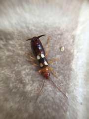 Forficula smyrnensis