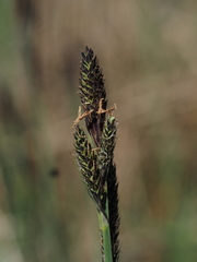 Carex hartmanii