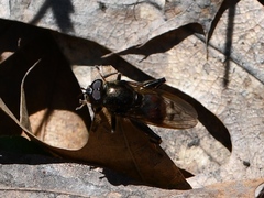 Chalcosyrphus libo