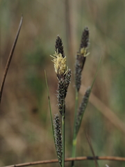 Carex hartmanii